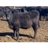 Image 11 : Jarokosky Farms - 800# March/April Delivery Heifers - 40 Head (Lethbridge, AB)