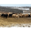 Image 2 : Reilly Lake Ranching - 900# May Delivery Steers - 100 Head (Lloydminster, AB)