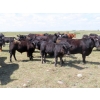 Image 3 : Colven Cattle Co. - 675# Sept/Oct Delivery Steer Calves - 65 Head (Bethune, SK)