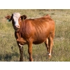 Image 10 : Riverbend Ranch - 860# September Delivery Grass Heifers - 310 Head (Scotfield, AB)