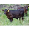 69  Mt. Sentinel Ranch Ltd.  540 October Delivery Steer Calves  115 Head (Longview, AB)