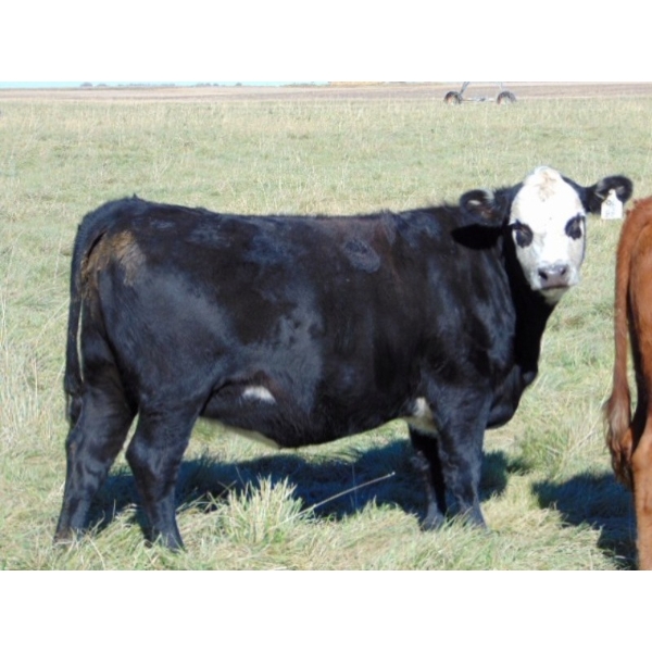 Scott & Gail Sapergia - 15 BBF March/April Calving Bred Heifers (Hays, AB)