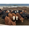 Image 2 : Guichon Creek Ranch - 630# April Delivery Steers - 94 Head (Westwold, BC)