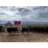 Image 5 : Westland Cattle Ltd. - 860# June Delivery Steers - 29 Head (Leduc, AB)