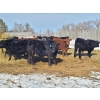 Image 6 : Loch Lomond Livestock Ltd. - 725# March Delivery Steers - 45 Head (Eyebrow, SK)