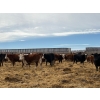 Image 3 : Four Harts Cattle Co. - 810# March Delivery Heifers - 75 Head (Vermilion, AB)