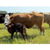 Image 19 : Lee Johnston - 35 Red/Red X Cow/Calf Pairs (Welwyn, SK)