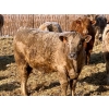 Image 7 : Darcy, Colton & Blake Reinhardt - 850# February Delivery Heifers - 145 Head (Redland, AB)