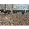 Image 2 : Pat Lawrence Contracting Ltd. - 870# January Delivery Weaned Steers - 65 Head (Keremeos, BC)