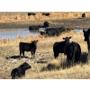 Image 4 : TNT Cattle Co. Ltd. - 500# October Delivery Steer Calves - 95 Head (Manyberries, AB)