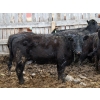 Image 5 : Barfus Farms - 15 Black Replacement Heifers (Hillspring, AB)