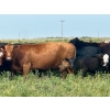 Image 9 : 98 Ranch - 35 October Delivery Angus X Pairs (Lake Elma, SK) VBP+