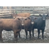 Image 4 : Westview Feeders - 850# September Delivery Heifers - 150 Head (Monarch, AB)