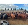 Image 2 : Box Anchor Farms - 950# March Delivery Weaned Heifers - 260 Head (Dewberry, AB)