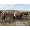 Image 5 : Anchor C Livestock - 710# April/May Delivery Heifers - 85 Head (Stirling, AB)