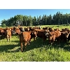 Image 4 : Cunningham Cattle Co. - 950# August Grass Heifers - 170 Head (Sundre, AB)