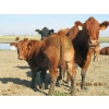 Image 7 : Leonard Lundquist & Andrew Ranching - 650# Steer Calves - 95 Head (Rolling Hills, AB)