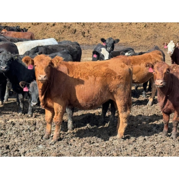 Luke & Jen Smith - 800# Sept/Oct Delivery Heifers - 75 Head (Rhein, SK)