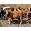 Image 1 : Luke & Jen Smith - 800# Sept/Oct Delivery Heifers - 75 Head (Rhein, SK)