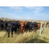 Image 2 : 7L Ranch - 850# Oct/Nov Grass Heifers - 71 Head (Lakeland, MB) VBP+