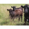 Image 2 : Pleasant Vista Farms - 675# October Delivery Steer Calves - 90 Head (Peebles, SK)