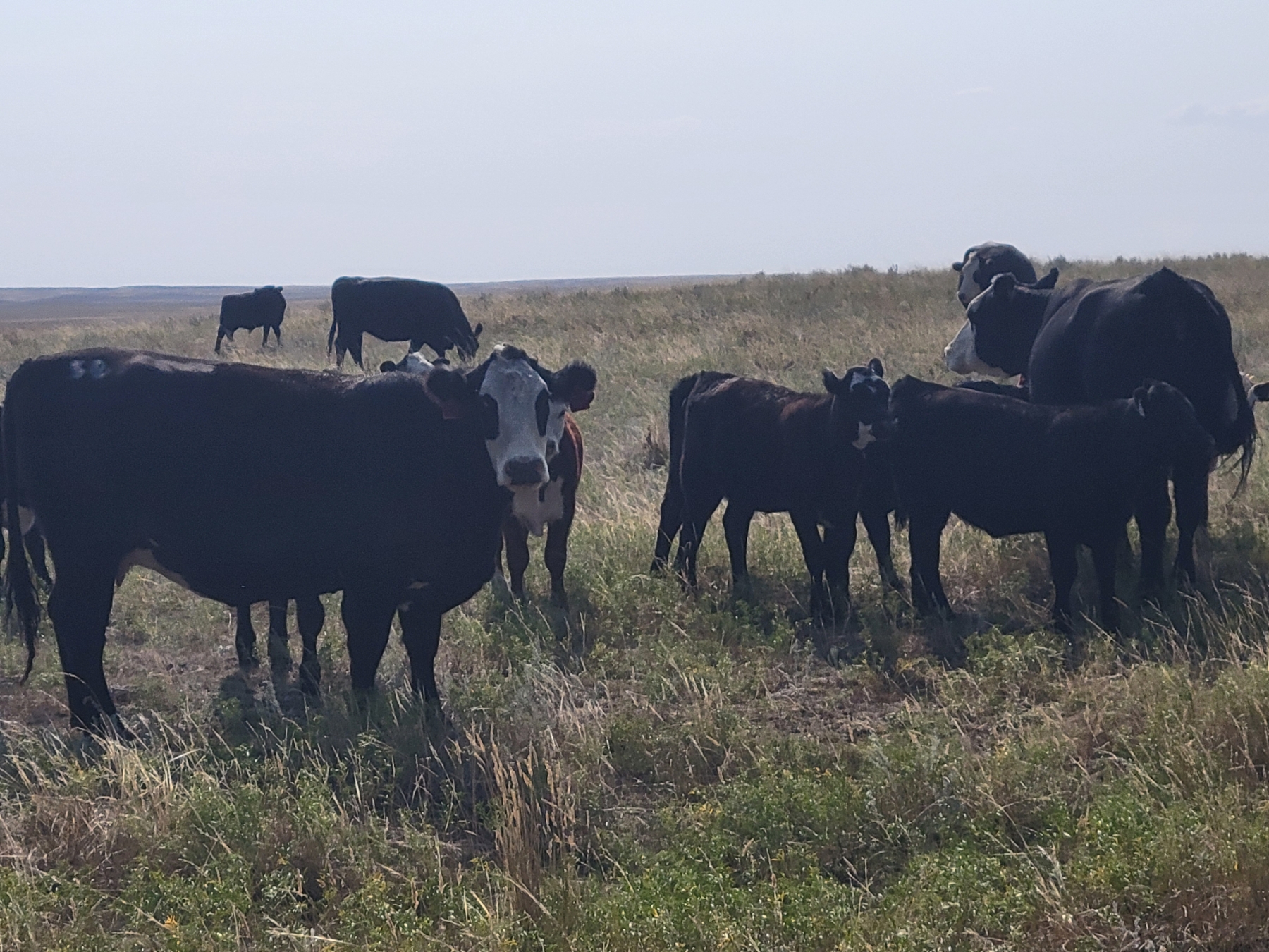 FA7 Ranch 600 Steer Calves 100 Head (Piapot, SK) Team Auction Sales
