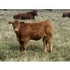 Image 3 : Clear Lake Farming Co. - 650# October Delivery Steer Calves - 60 Head (Stavely, AB)