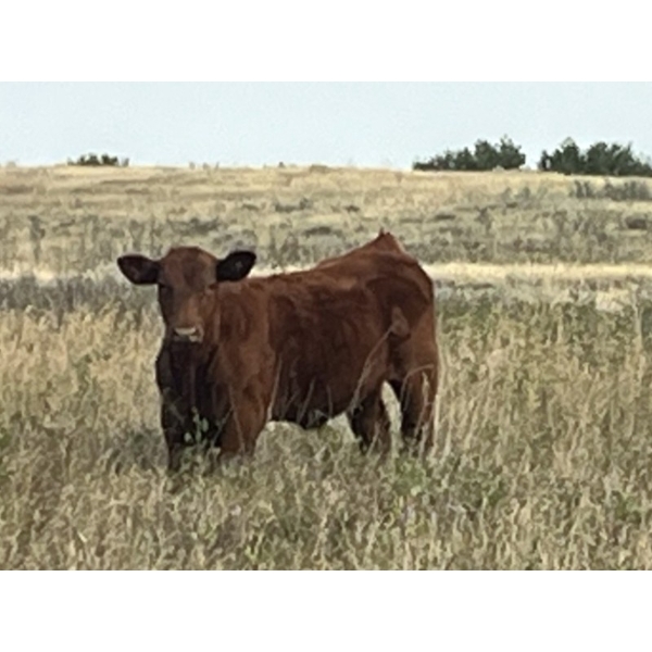 Crisp Ranches - 450# November Delivery Steer Calves - 110 Head (Veteran, AB)