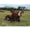 Image 4 : Ed & Connie Gammie - 495# December Delivery Steer Calves - 120 Head (Handhills, AB)