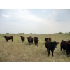DJC Ranch - 900# September Delivery Grass Steers - 136 Head (Rabbit Lake, SK)
