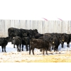 Image 3 : Right Cross Ranch - 550# February Delivery Heifers - 85 Head (Kisbey, SK)