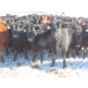 Image 2 : Raymore Farming Co. - 80 Black/Black X Replacement Heifers (Raymore, SK)