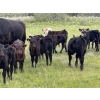 Image 3 : Dwayne Oborowsky - 560# October Delivery Steer Calves - 45 Head (Denholm, SK)