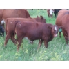 Image 11 : Storle Farms Ltd. - 570# October Delivery Heifer Calves - 45 Head (Lake Alma, SK)