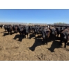 Image 11 : Dusty Meadow Farms - 825# May Delivery Heifers - 215 Head (Fincastle, AB)