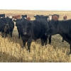 Image 2 : Lake Thelma Farms - 660# November Delivery Steer Calves - 80 Head (Coronation, AB)