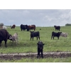 Image 5 : Hanging H Ranch Ltd. - 525# November Delivery Steer Calves - 110 Head (Marwayne, AB)
