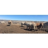Image 5 : Cross Bar Ranch - 1025# May Delivery Heifers - 62 Head (Consort, AB)