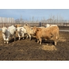 Image 2 : Greg Trewin - 950# March/April Delivery Steers - 126 Head (Coulter, MB)