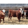 Image 3 : A&A Farms  - 25 RBF Replacement Heifers (Coaldale, AB)