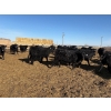 Image 4 : 9 Bar Ranch - 600# February Delivery Steers - 30 Head (Fincastle, AB) VBP+