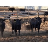 Image 5 : Alan Fridlington - 730# May Delivery Heifers - 162 Head (Kersley, BC)