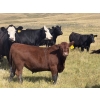 Image 4 : Andrew Cattle Co. - 700# October Delivery Steer Calves - 85 Head (Regina, SK)
