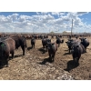 Image 7 : Rick Matz - 20 November Delivery Black Angus X Bred Heifers (Strathmore, AB)