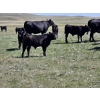 Image 9 : Black Ranch Ltd. - 530# Oct/Nov Delivery Steer Calves - 118 Head (Consul, SK)