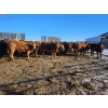 Image 4 : Dennis Herman - 950# March Delivery Steers - 66 Head (Hoadley, AB)