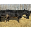 Image 5 : Rose Creek Ranch - 1000# April Delivery Heifers - 220 Head (Alder Flats, AB)