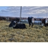 Image 4 : YV Ranch - 3 Hereford Heifers (Pen 519)