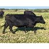 Image 8 : Red Spring Ranch - 46 Angus X Cows (Okla, SK) *selling actual pay weight*