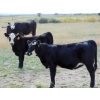 Image 2 : Lee Deschamps - 500# October Delivery Heifer Calves - 30 Head (Patricia, AB)